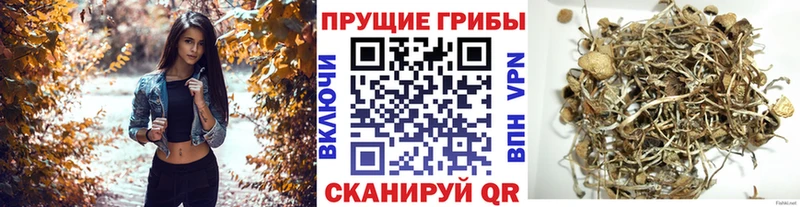 omg зеркало Волчанск Галлюциногенные грибы Cubensis